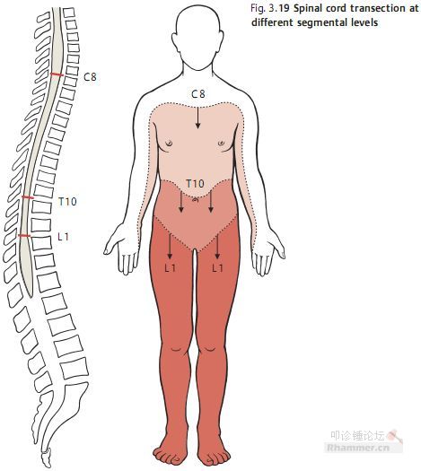 脊髓损伤要做哪些检查